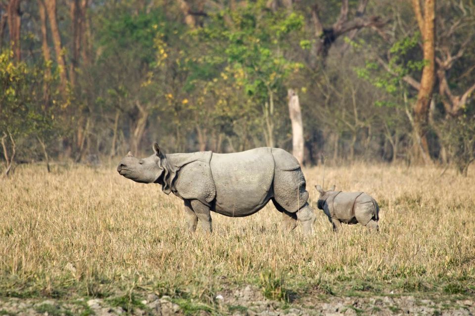 Pobitora Wildlife Sanctuary